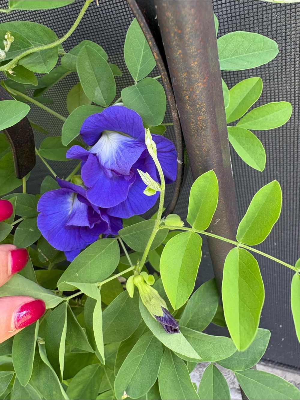 Purple Pea Tree Vine